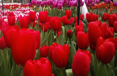 Darmowe zdjęcie z galerii z czerwone tulipany