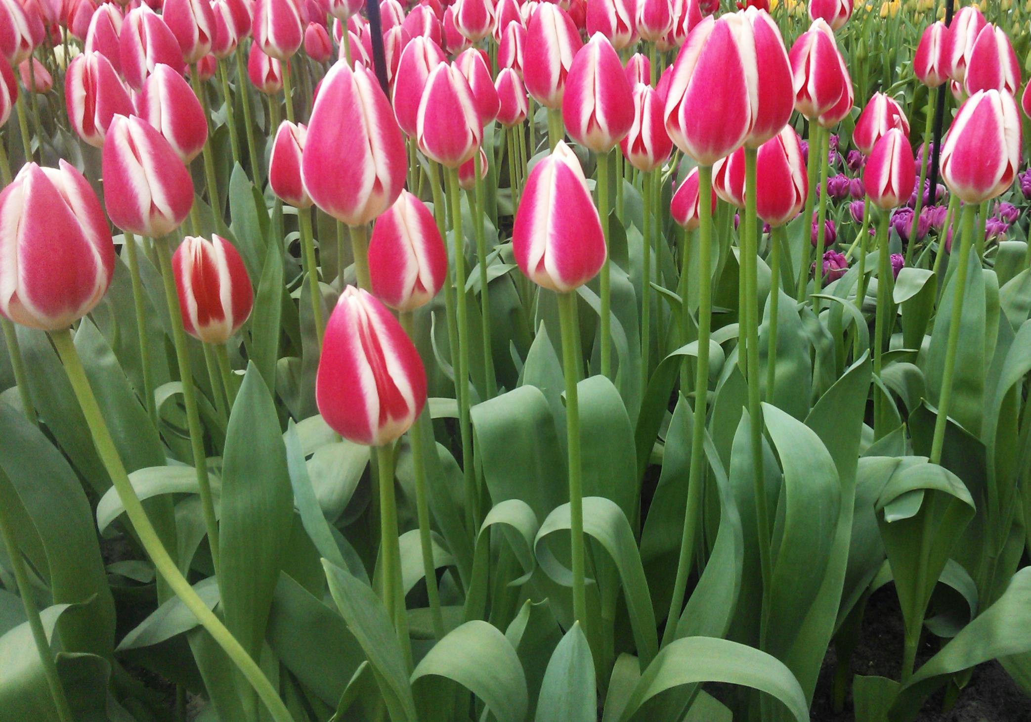 Free stock photo of Pink and White tulips