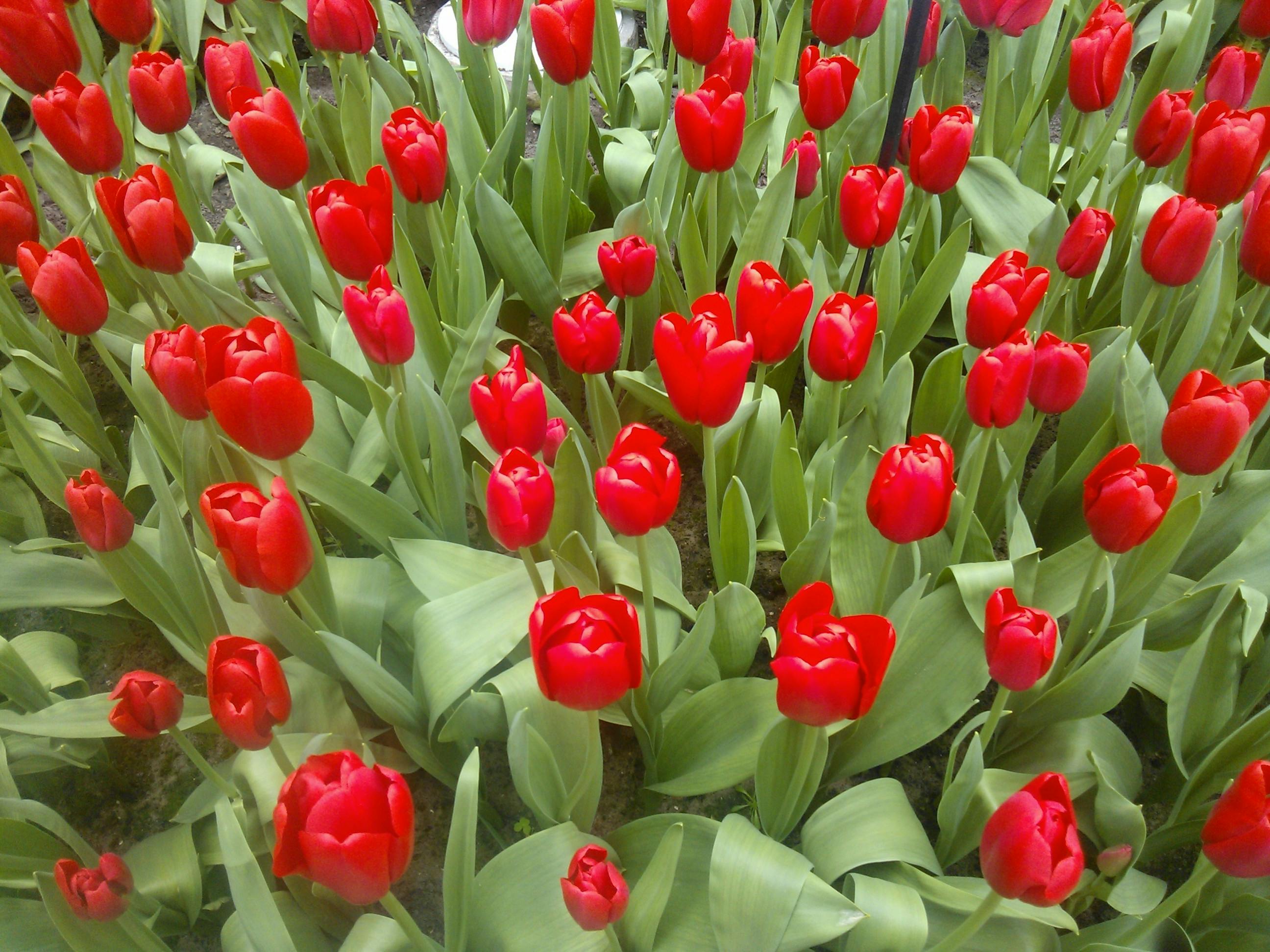 赤いチューリップの無料の写真素材