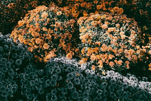 Bunch of Beautiful Yellow Flowers