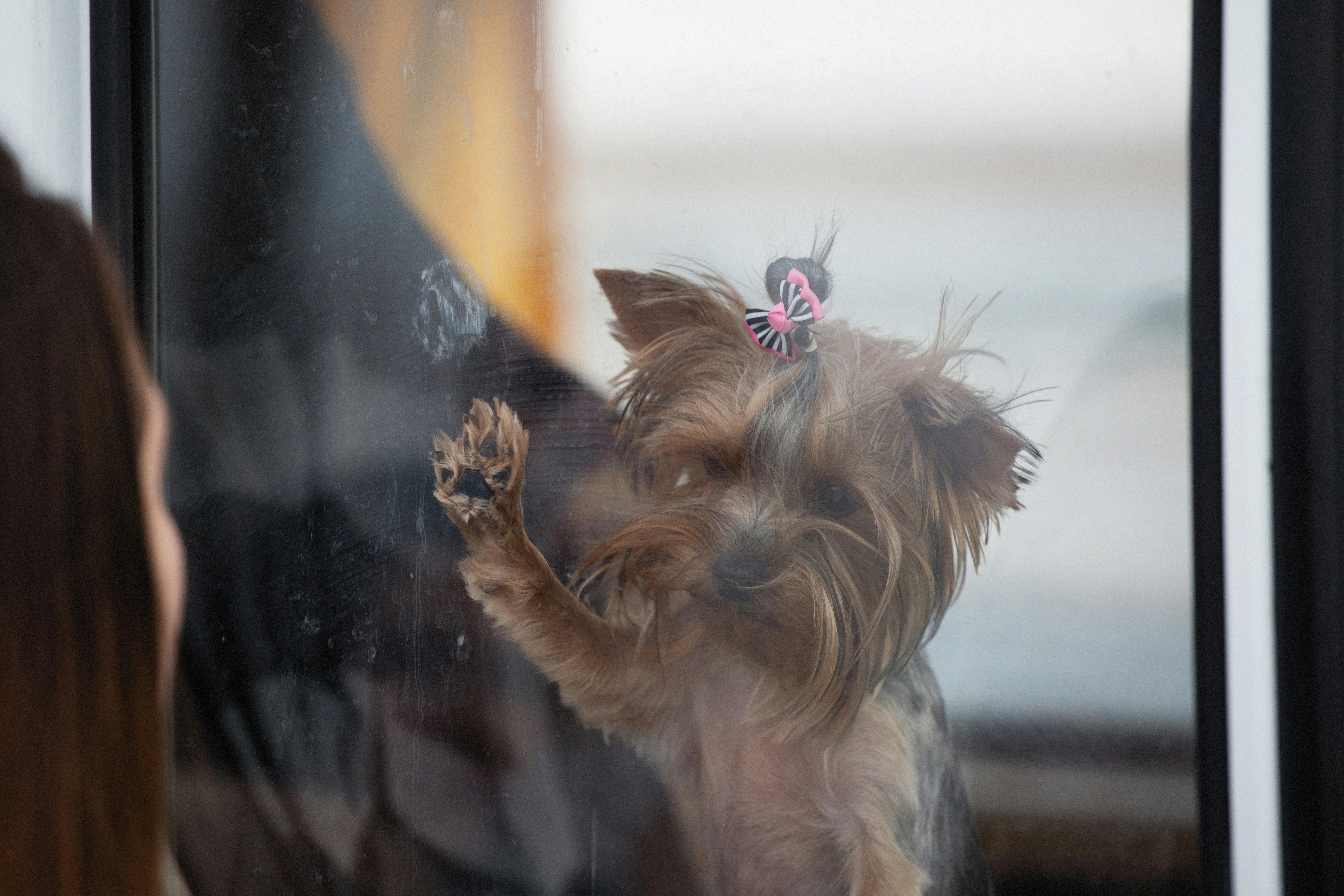Adorable Yorkshire Terrier with bow gazes through a window, offering a cute and heartfelt moment.