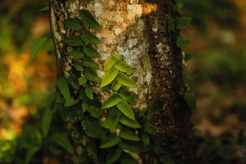 Free Detailed view of tree trunk adorned with vibrant green climbing leaves in natural sunlight. Stock Photo