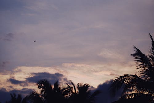무료 구름, 야자나무 잎, 하늘의 무료 스톡 사진