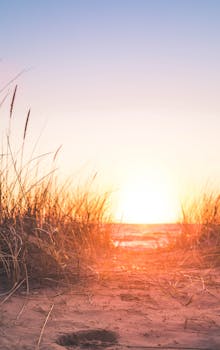 宁静的海滩上，美丽的日出用温暖的光线照亮了草地