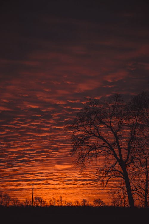 免费 夕阳下的树照片 素材图片