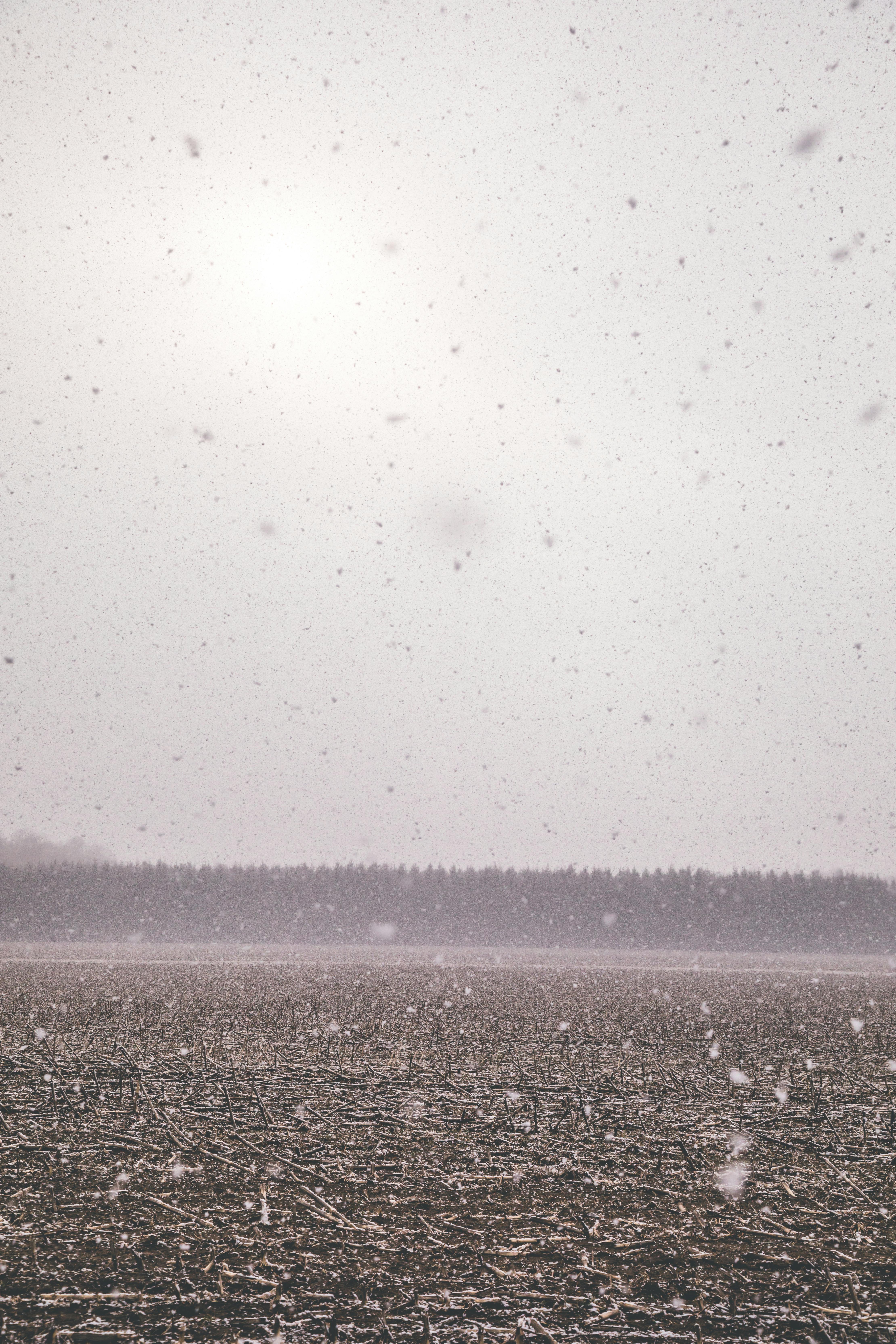 宁静的冬日雪原上，远方的树线在白雪皑皑的天空下若隐若现