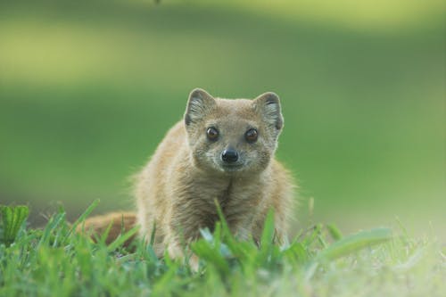 Gratis stockfoto met beest, detailopname, dieren in het wild