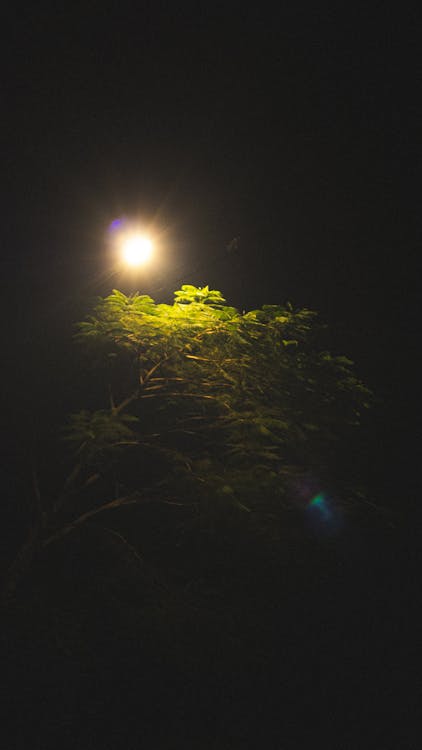 Free stock photo of nighttime, street light, trees