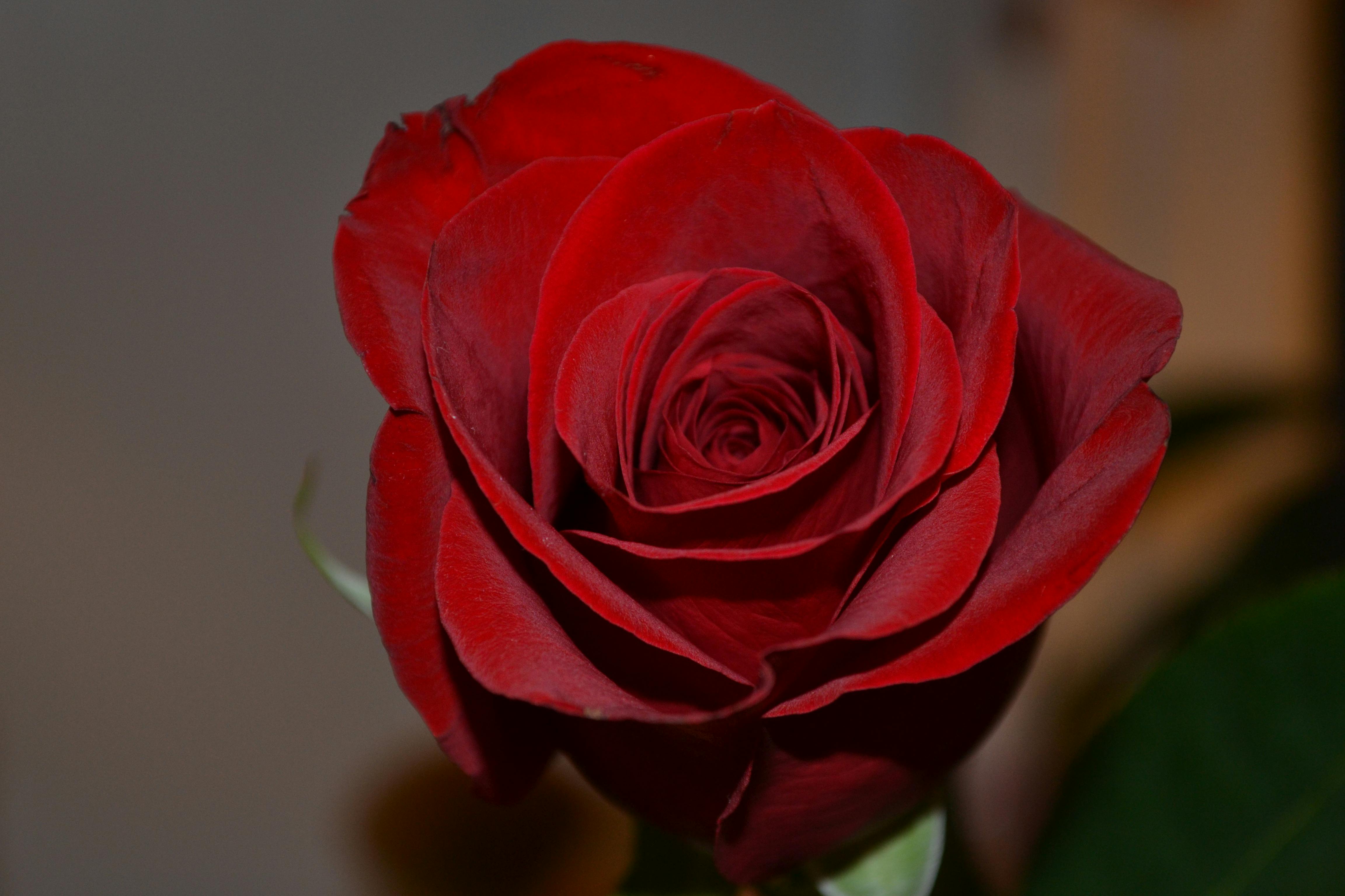 Tropical Pacific island