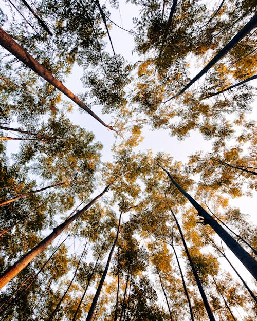 Low-Angle Shot of Tall Trees