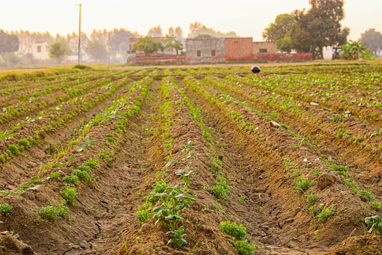 Crops Growing In Agriculture Field 