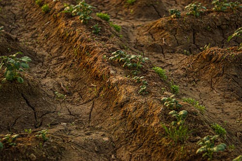 Безкоштовне стокове фото на тему «Геологія, ґрунт, грязь» стокове фото