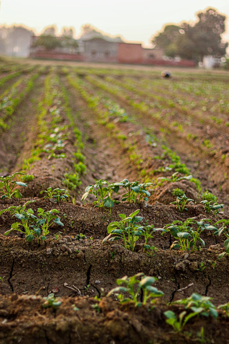 Crop Growing In A Field 