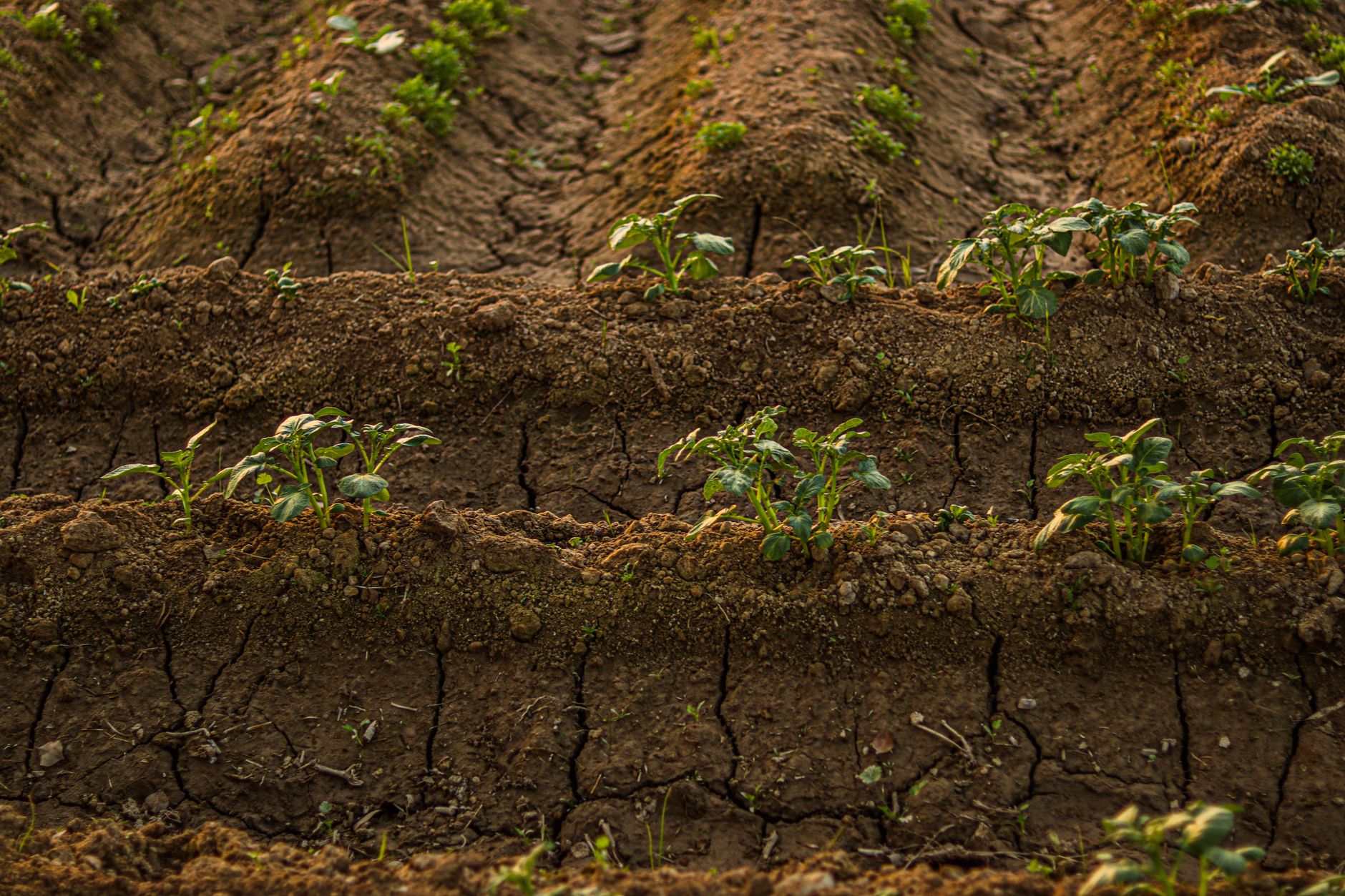 The Unseen Food Chain That Could Rewrite Your Grocery Bill