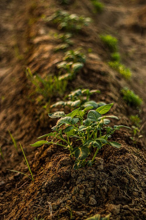 Closeup of a Vegetable Plant and Brown Soil
