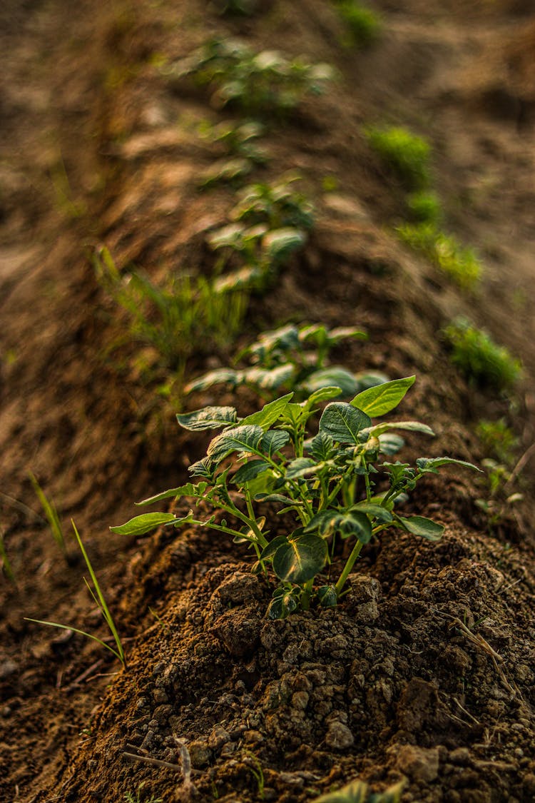 Closeup Of A Vegetable Plant And Brown Soil