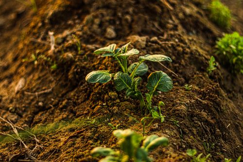 Free Close-up of a young potato plant emerging from soil in a garden. Stock Photo