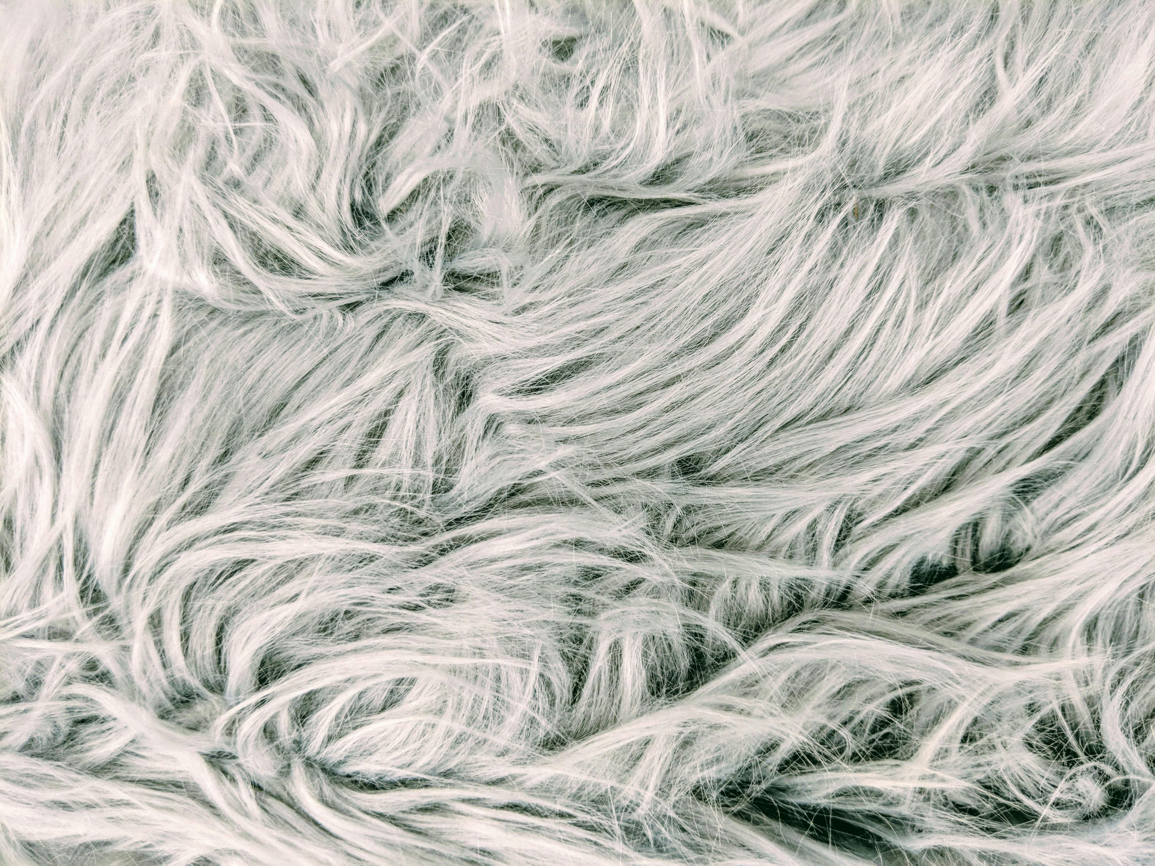 Free stock photo of background, fur background, white fur