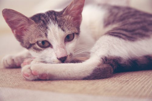 Tabby Katze, Die Auf Bett Liegt