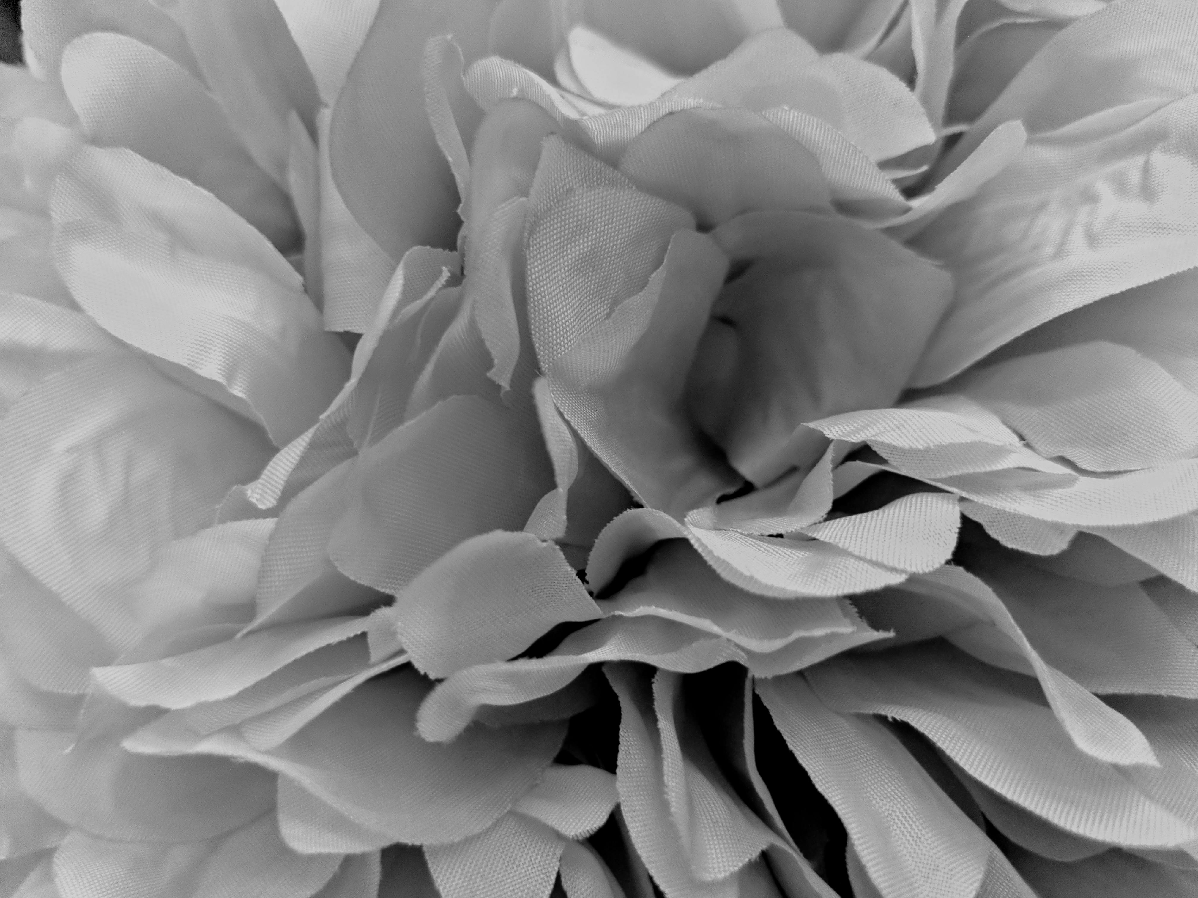 Free stock photo of Black and white flower, close up flower, flower art