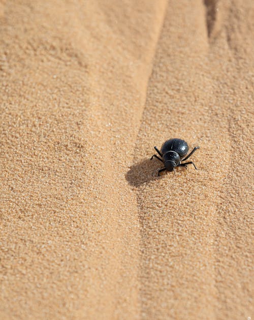 Small Beetle Walking on Sand