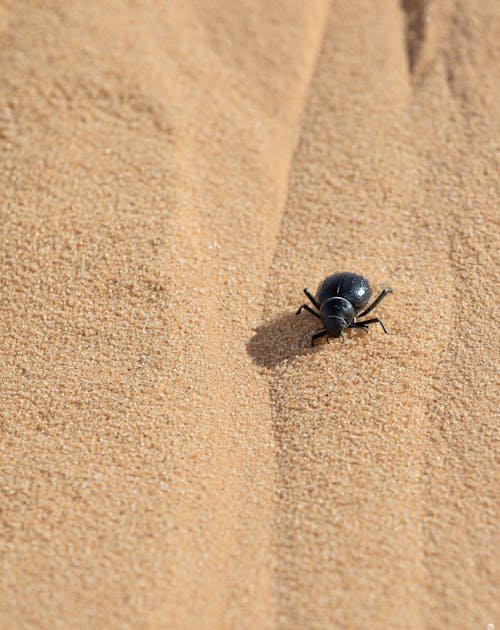 Foto d'estoc gratuïta de beetle, biologia, bitxo