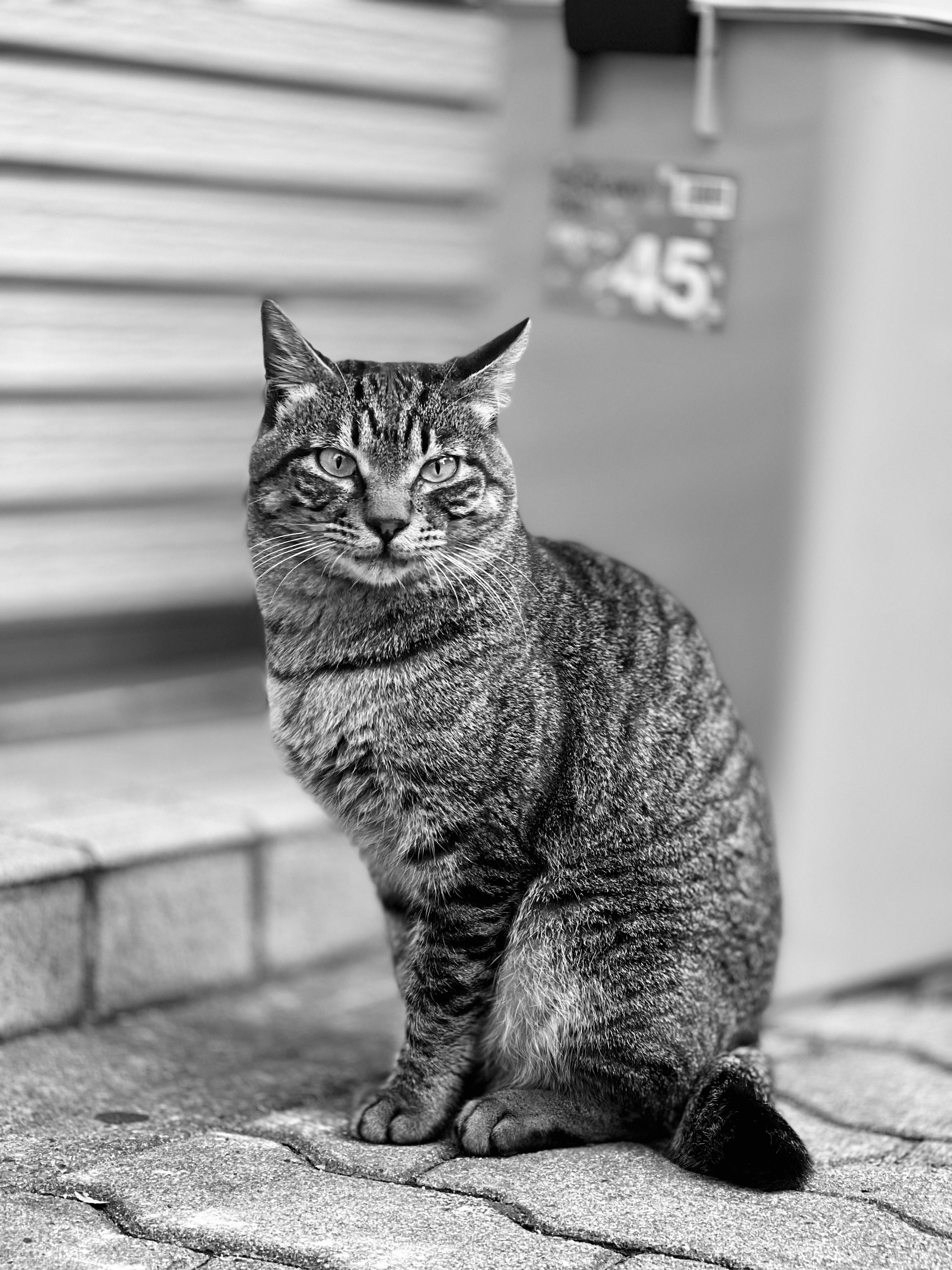 Grayscale Photo of a Tabby Cat · Free Stock Photo