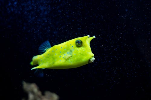 Exotic Fish in Aquarium