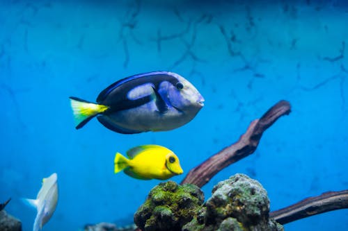 Gratis stockfoto met aquarium, beesten, koralen Stockfoto
