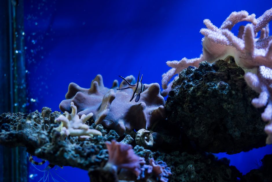 Colorful aquarium scene with exotic fish and vibrant coral reefs under blue lighting.