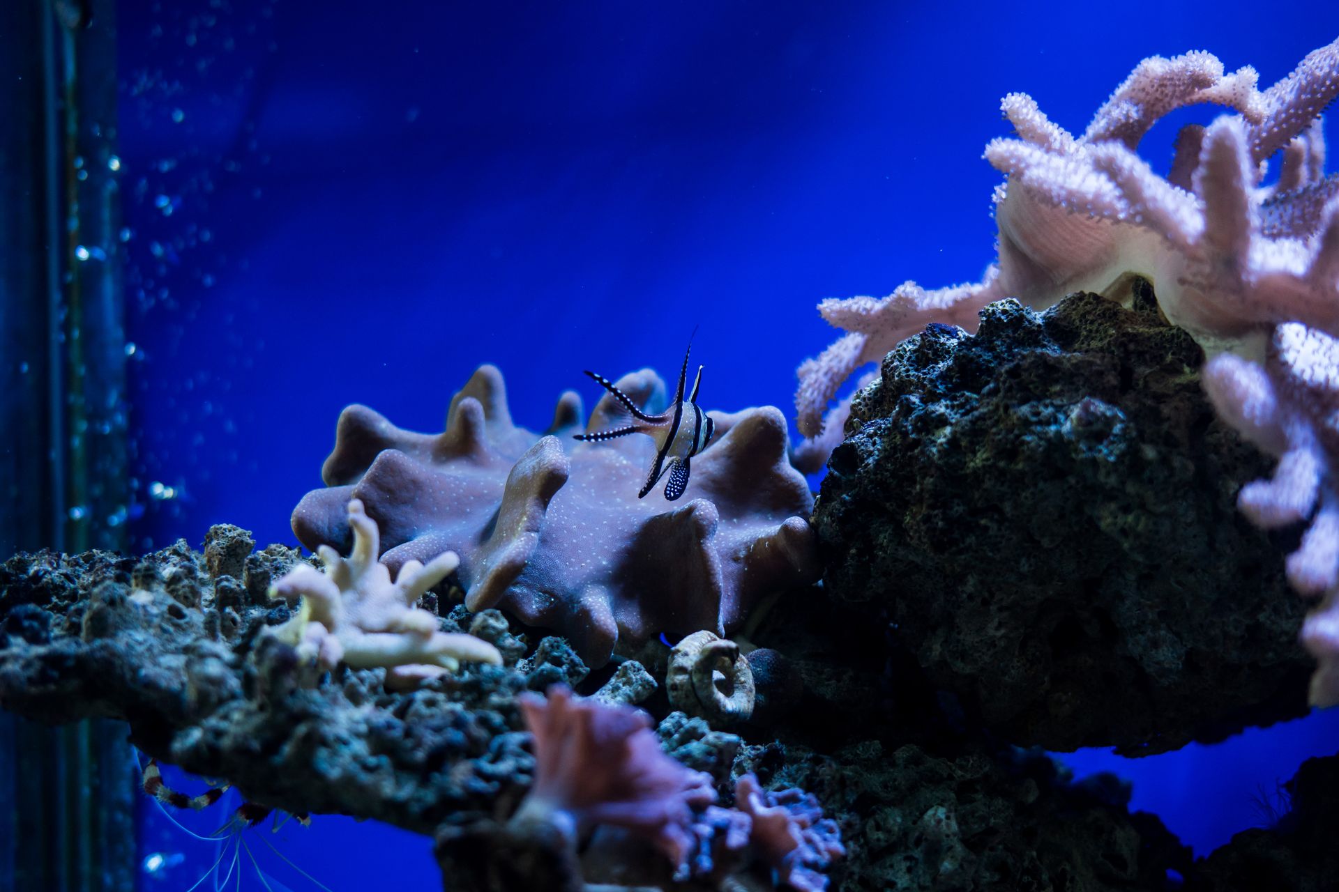 Underwater at Inner Arch