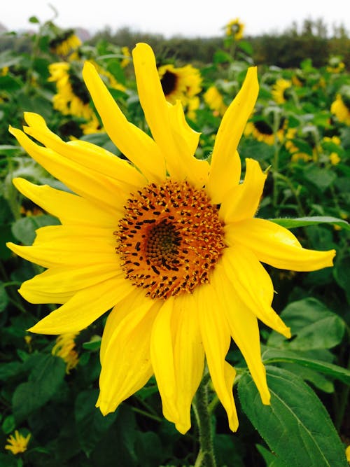 Foto profissional grátis de amarelo, botânico, chácara