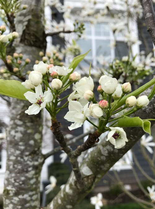 Fotos de stock gratuitas de flor, naturaleza, rama de árbol