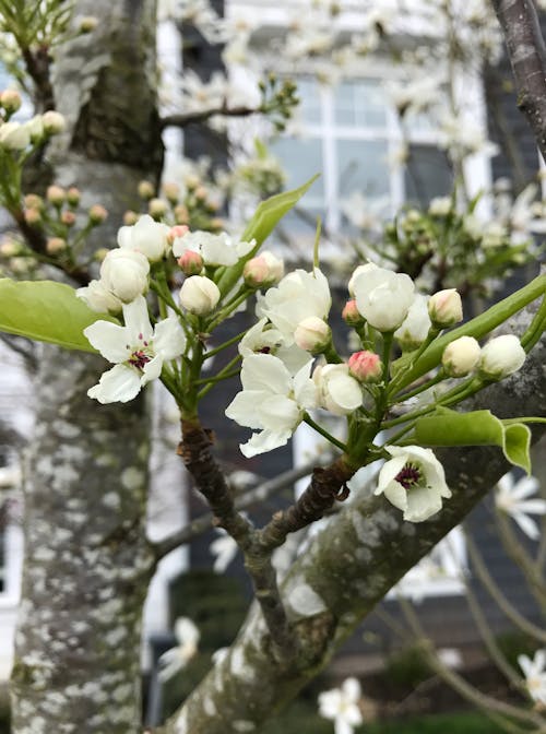 Foto profissional grátis de flor, galho de árvore, natureza