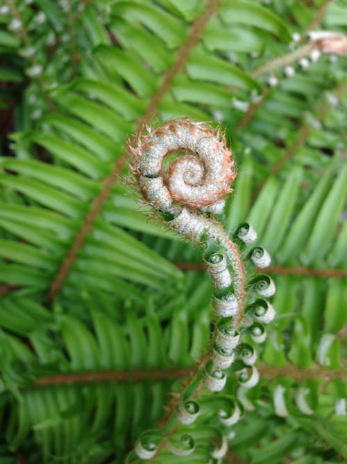 植物學, 植物的, 綠化 的 免费素材图片