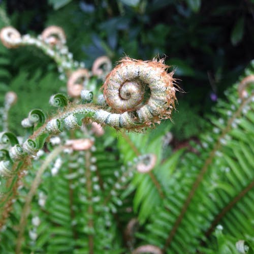 Foto profissional grátis de botânico, folhas de samambaia, natureza