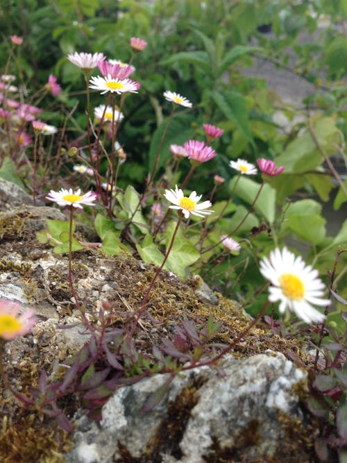 Immagine gratuita di botanica, botanico, fiori bellissimi