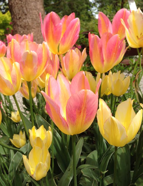Immagine gratuita di botanico, fiore giallo, fiore rosa