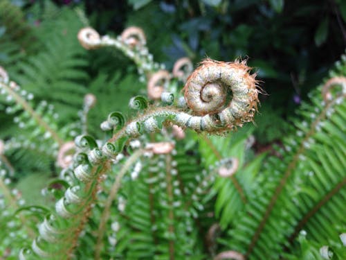 Foto profissional grátis de botânico, folhas de samambaia, natureza