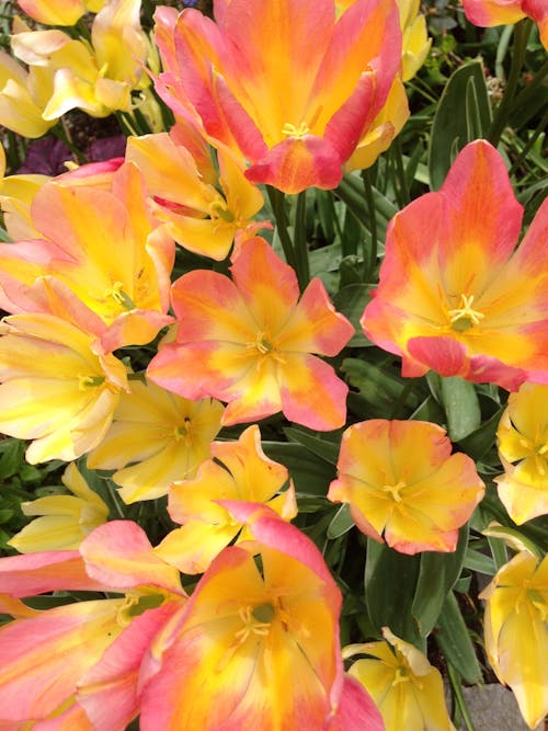 Foto profissional grátis de botânico, flores amarelas, flores cor-de-rosa