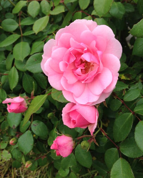 Fotos de stock gratuitas de botánico, capullo de rosa, flor rosa