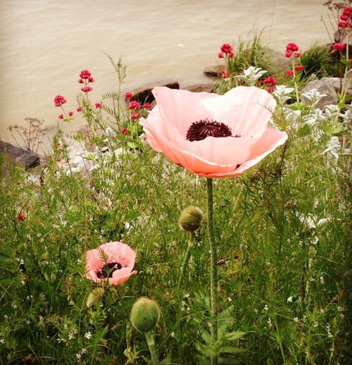 天性, 粉紅色的花, 罌粟 的 免费素材图片