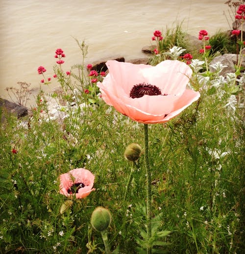 Foto profissional grátis de flor de papoula, flores bonitas, flores cor-de-rosa