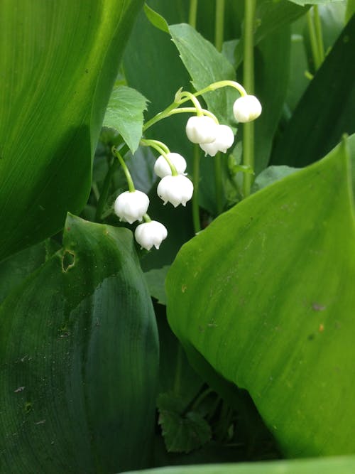 Foto profissional grátis de botânico, ecológico, flor branca