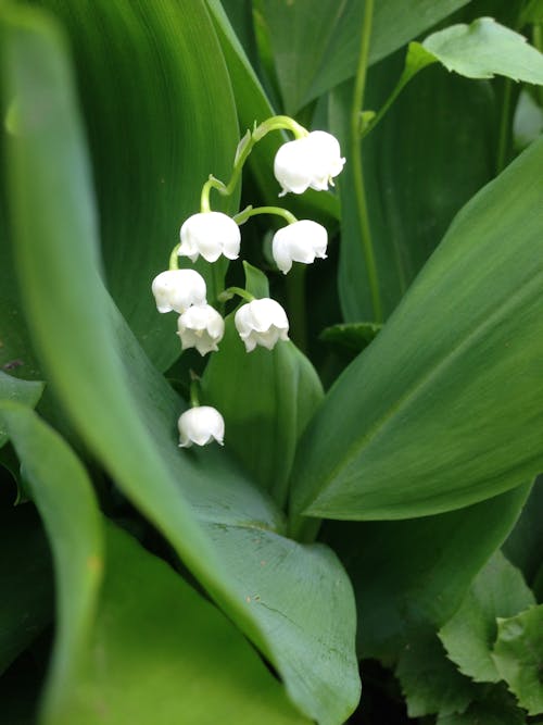 Immagine gratuita di botanico, fiore bianco, giglio