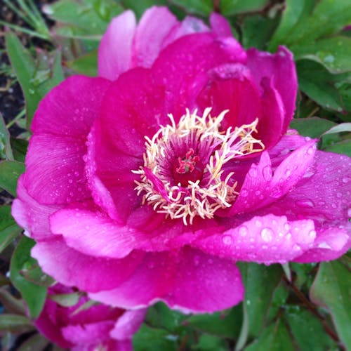 Fotos de stock gratuitas de botánico, flor de primavera, peonía