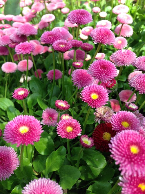 Immagine gratuita di botanico, crisantemo, fiori bellissimi