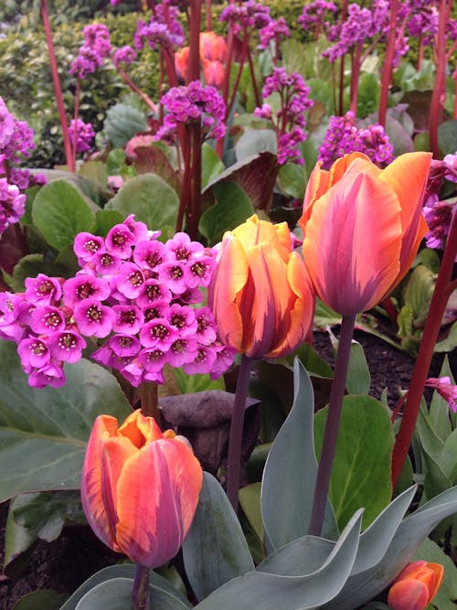 Fotos de stock gratuitas de colores brillantes, flor lila, flores bonitas
