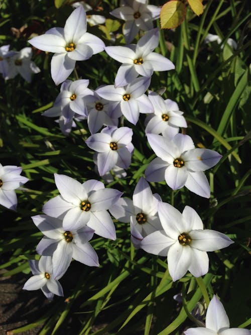 Immagine gratuita di botanica, botanico, fiori bellissimi