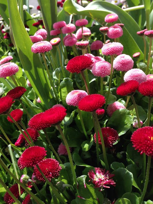 天性, 粉紅色的花, 紅色的花朵 的 免费素材图片